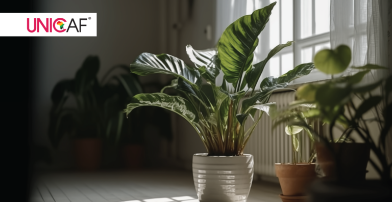 Indoor plants air quality mental health